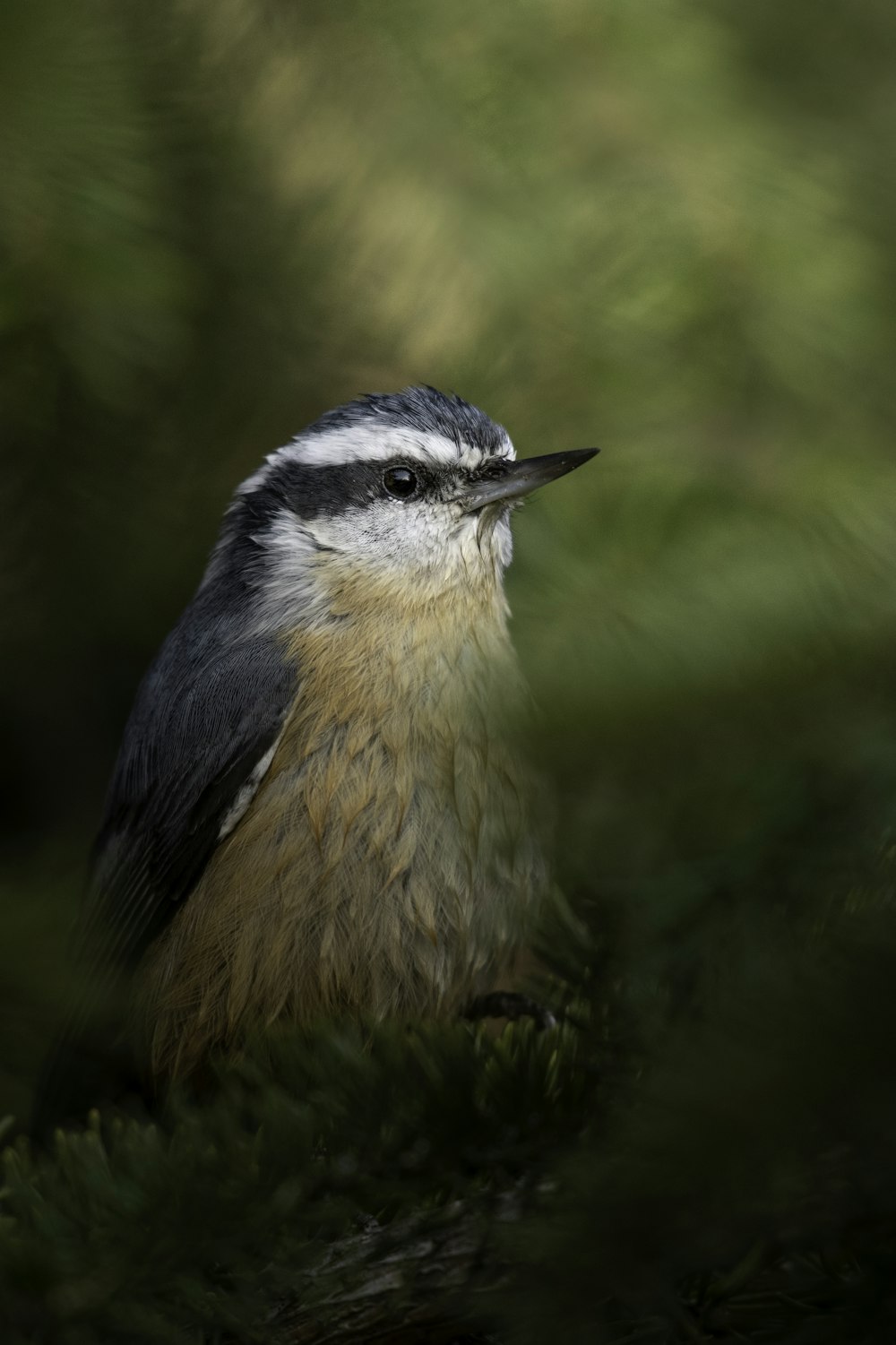 a small bird sits on a branch