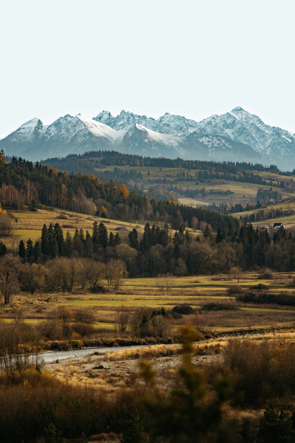 a landscape with trees and mountains in the back