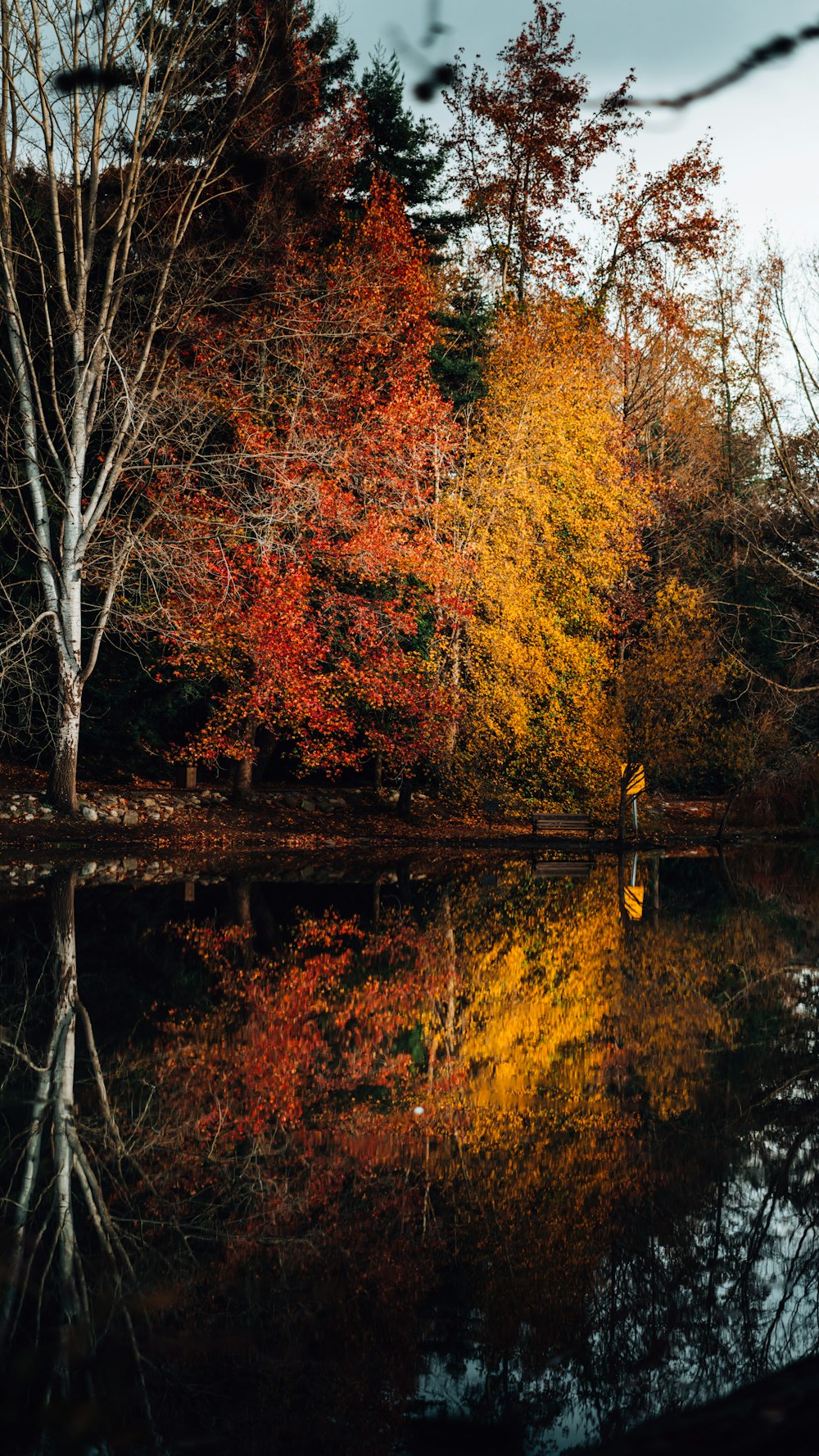 a body of water with trees around it