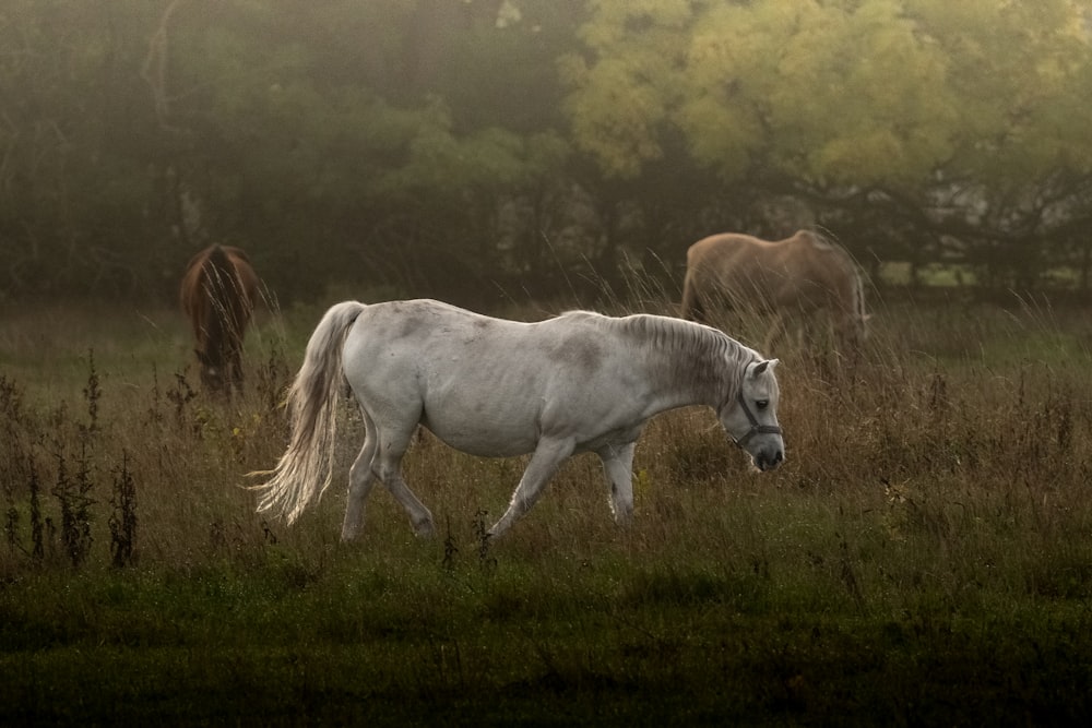 um par de cavalos em um campo