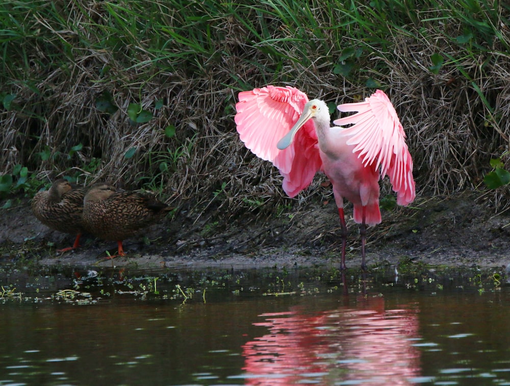 a flamingo with its wings spread out by a body of water