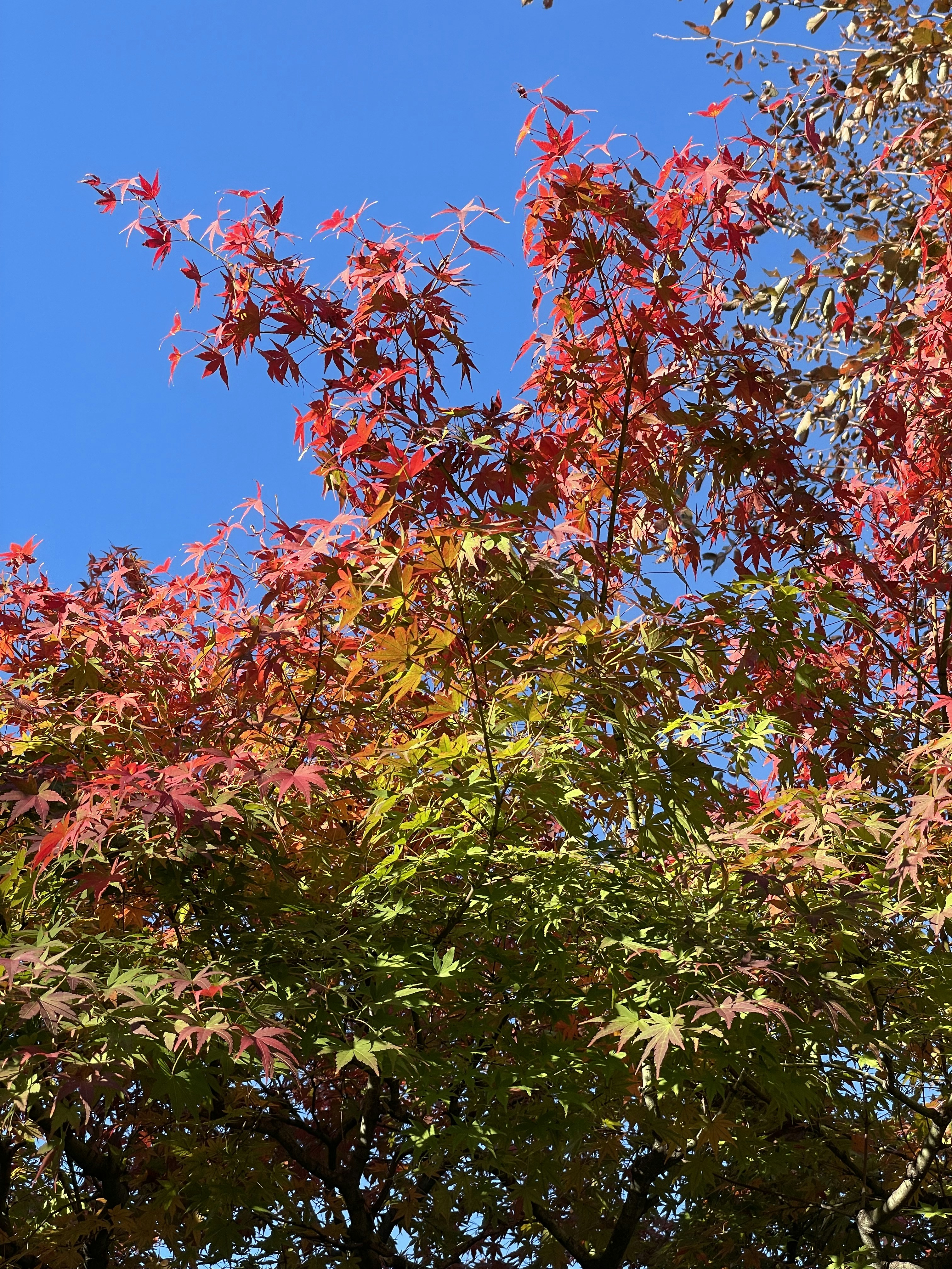 Photo by blueskywalker