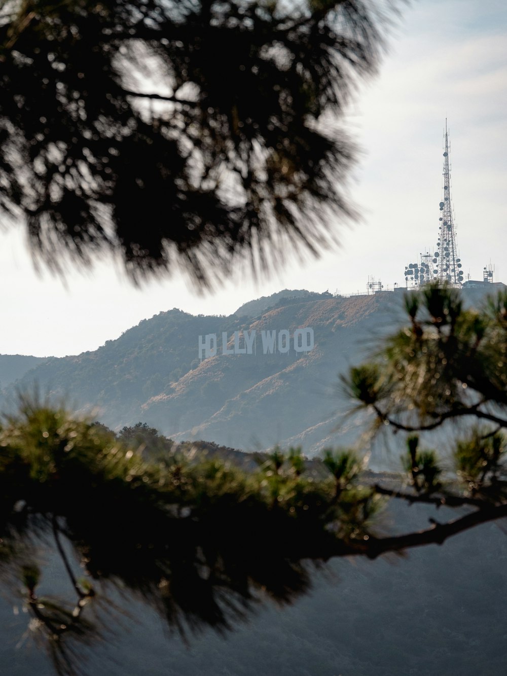 a tree with a tower in the background