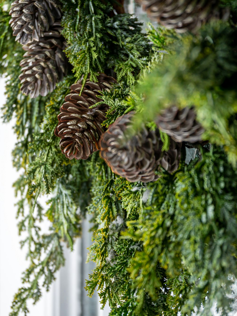 a pine cone on a tree