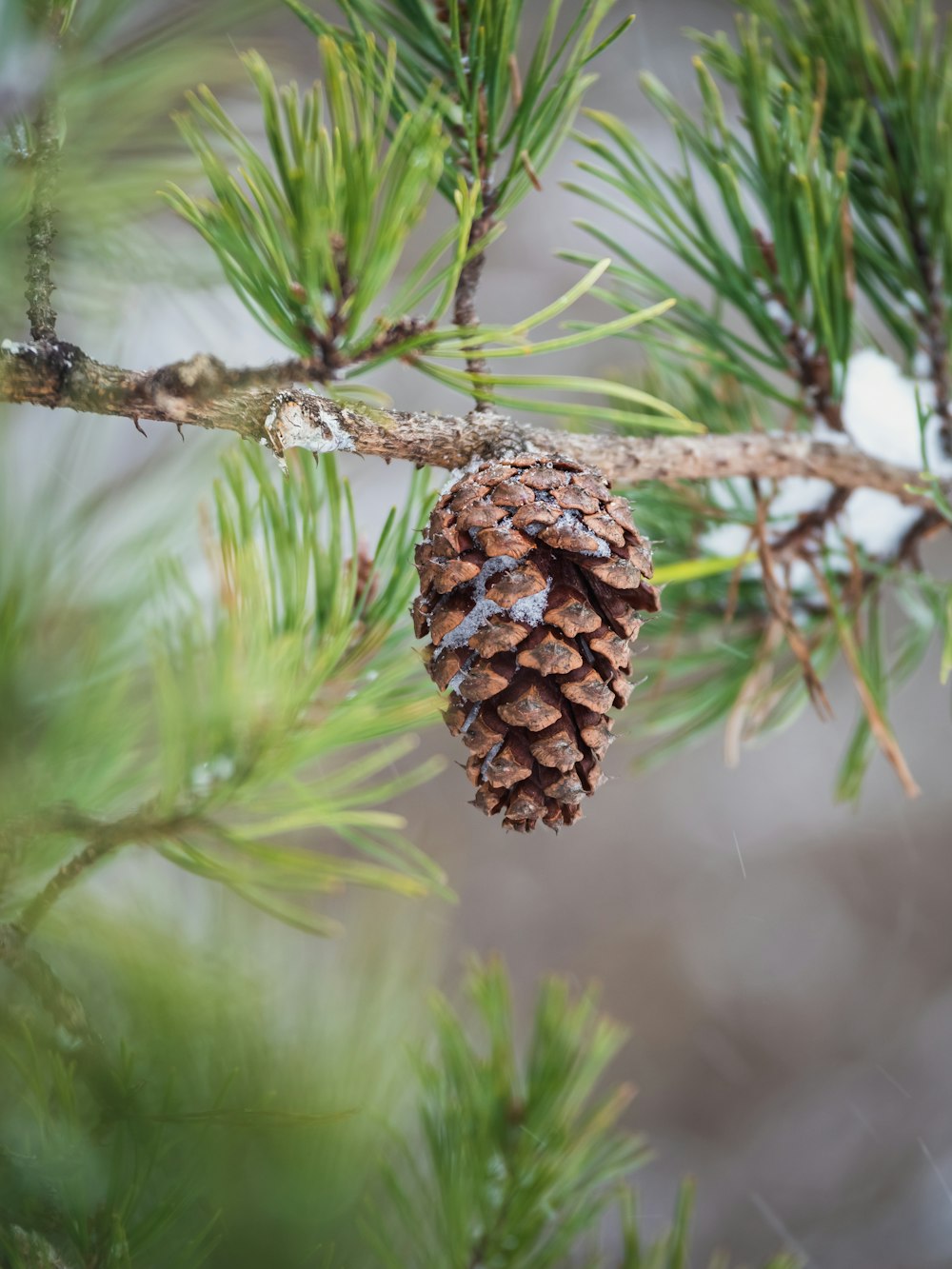 a pine cone on a branch