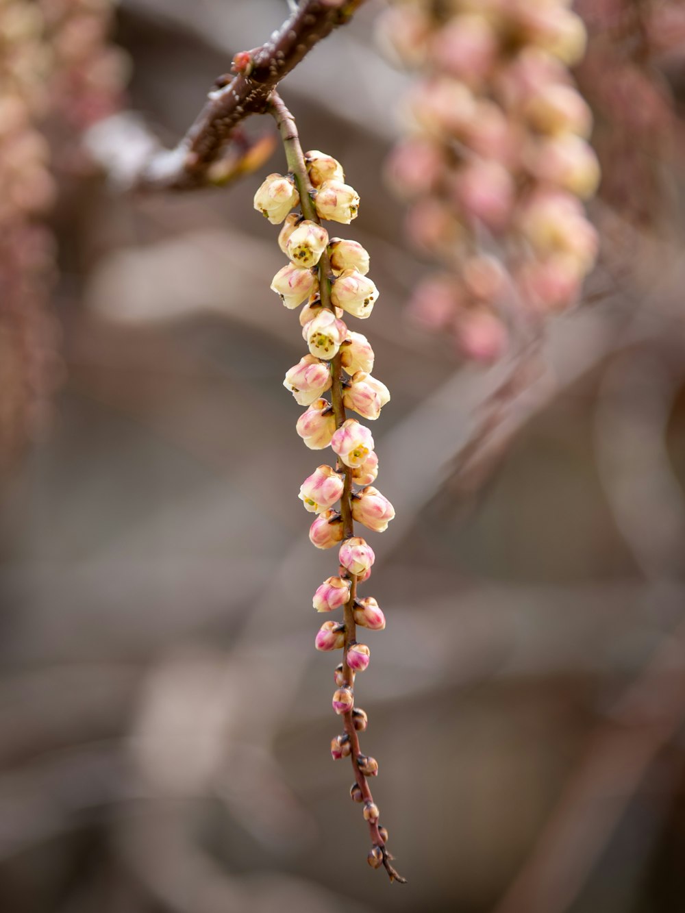 a close up of a branch with flowers on it