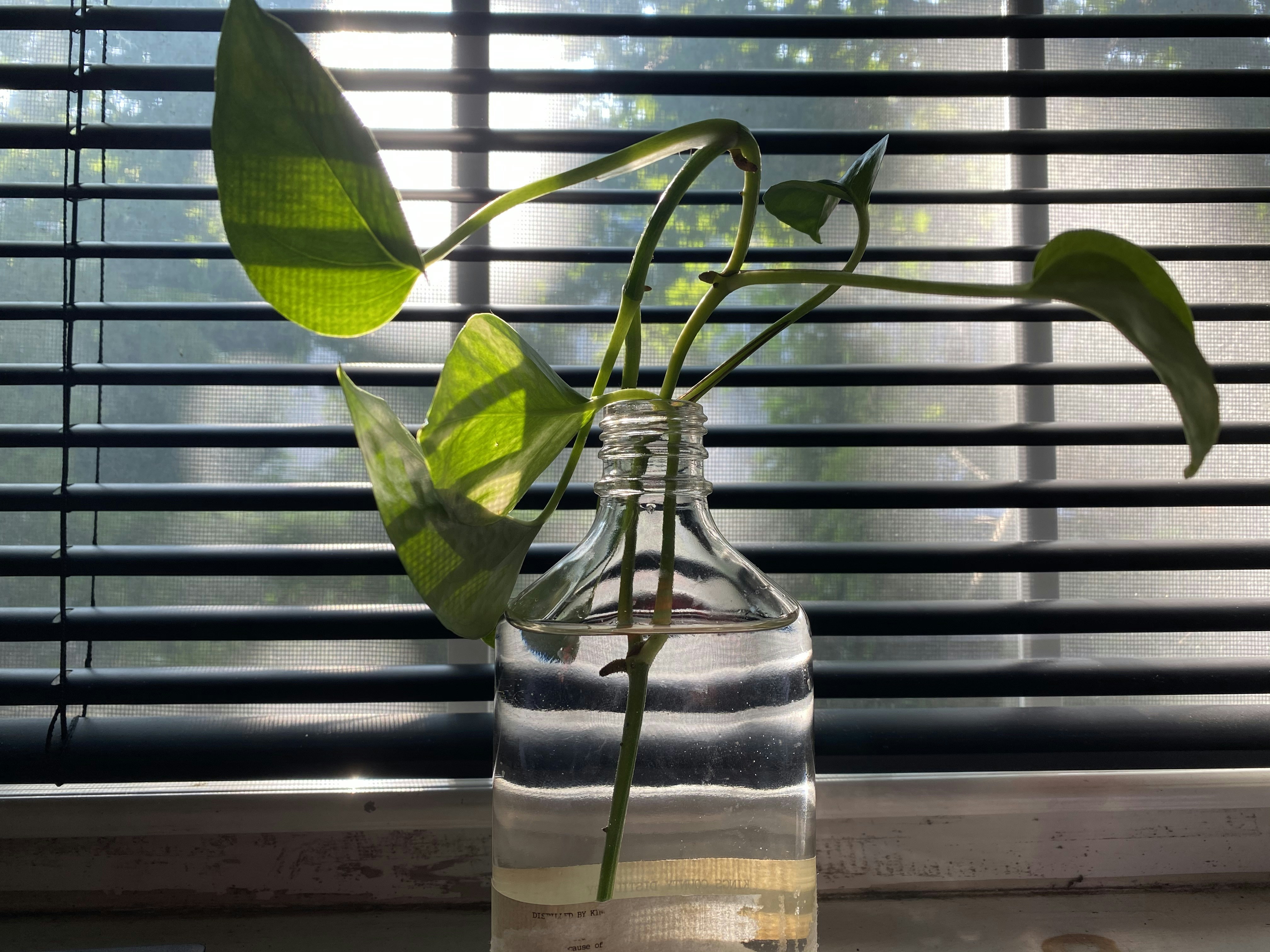 10 Houseplants Ideal for Forgetful Waterers