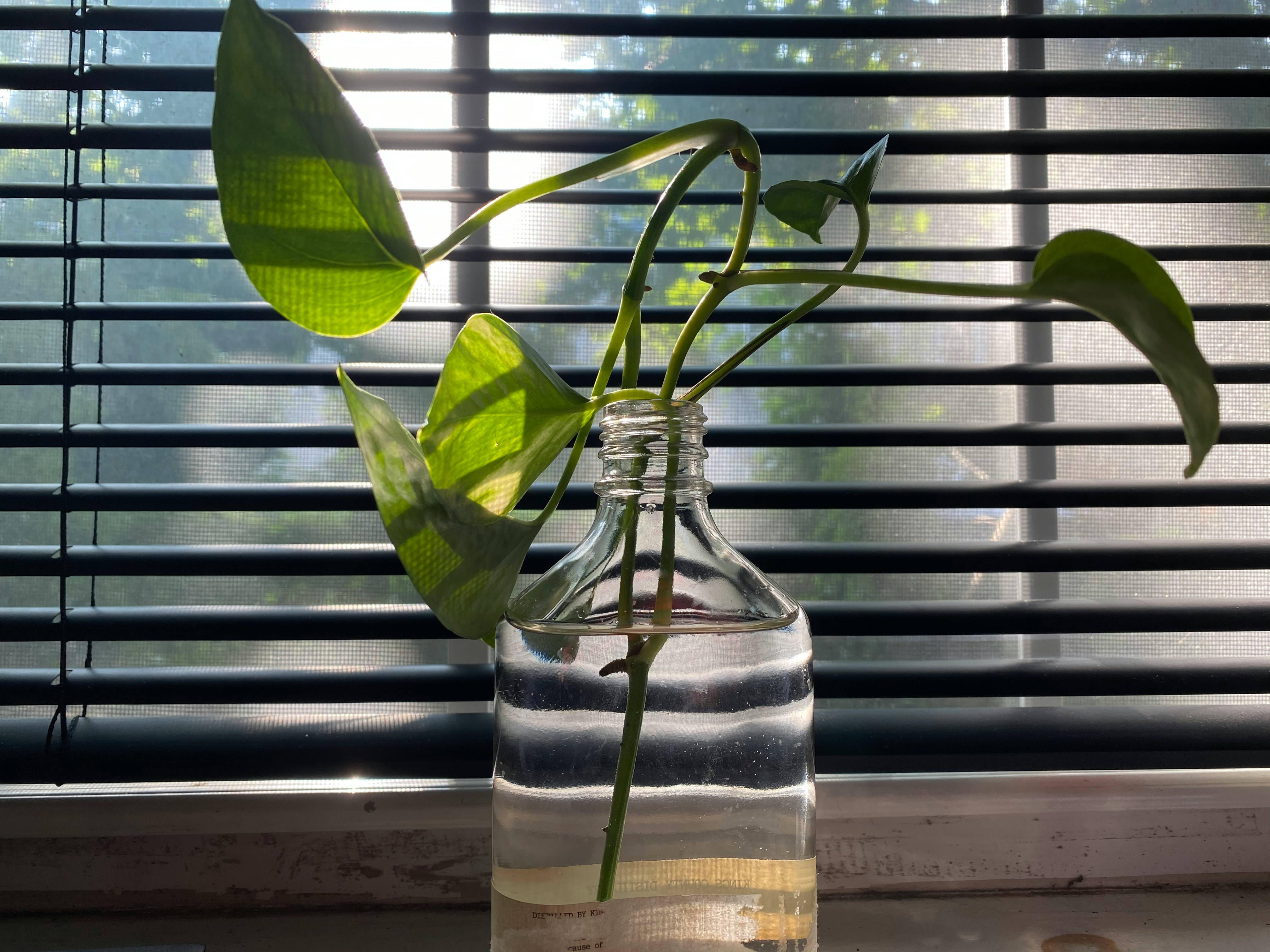 The Propagation Report Card: Grading the 6 Ways to Make Free Plants (From Stem Cuttings to Division)