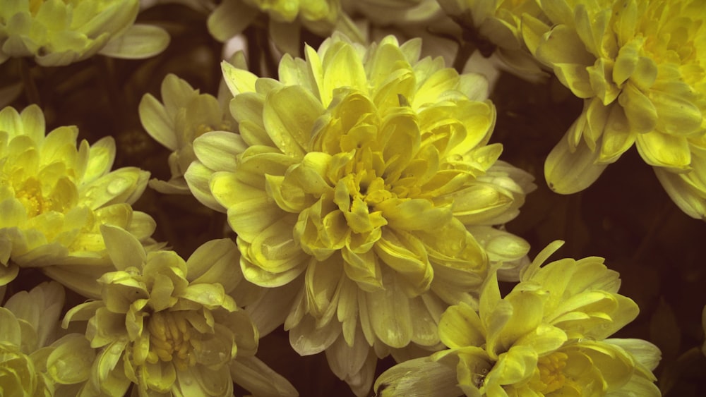 a group of flowers