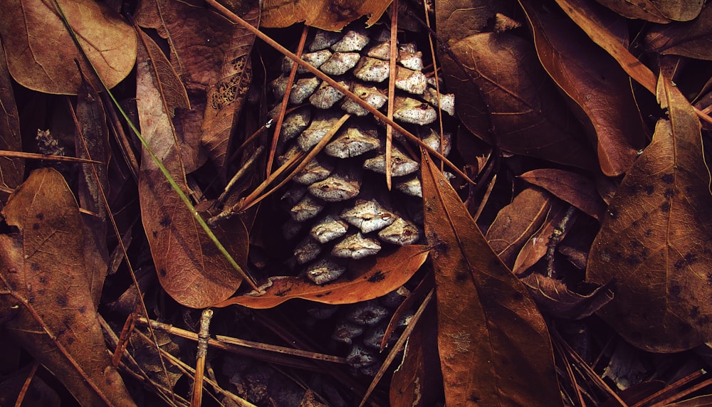 a close-up of some bark