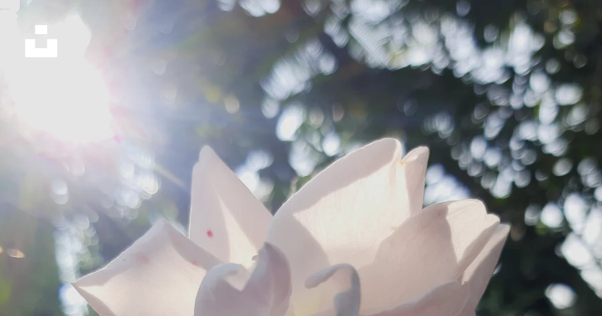 A close up of a flower photo – Free Flower in nature Image on Unsplash