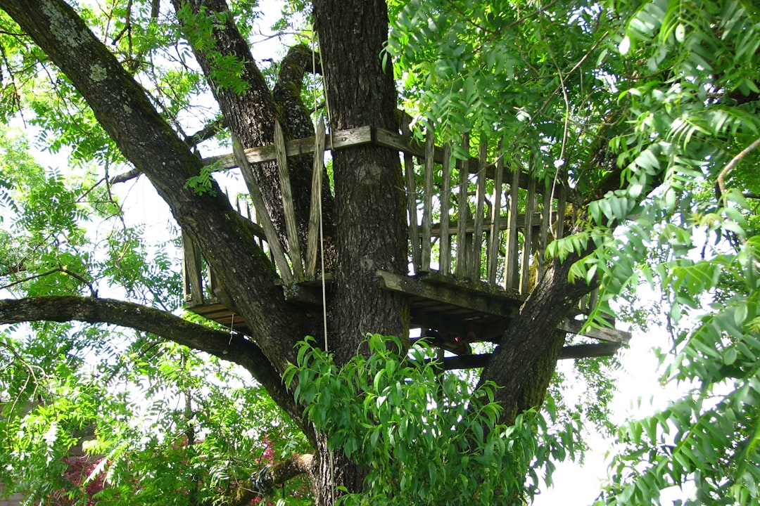 a tree with a wooden structure in the middle of a forest,