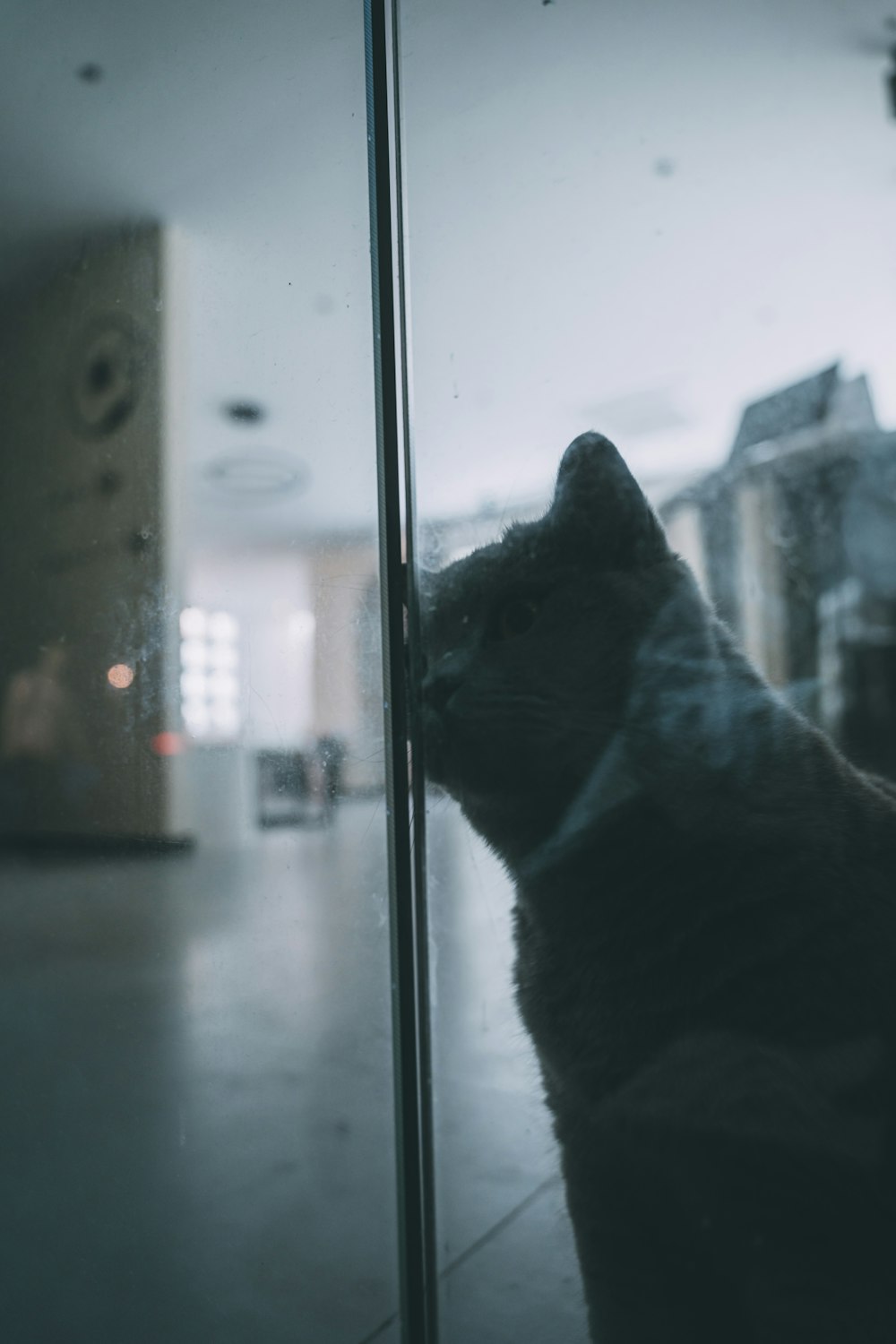 a cat looking out a window