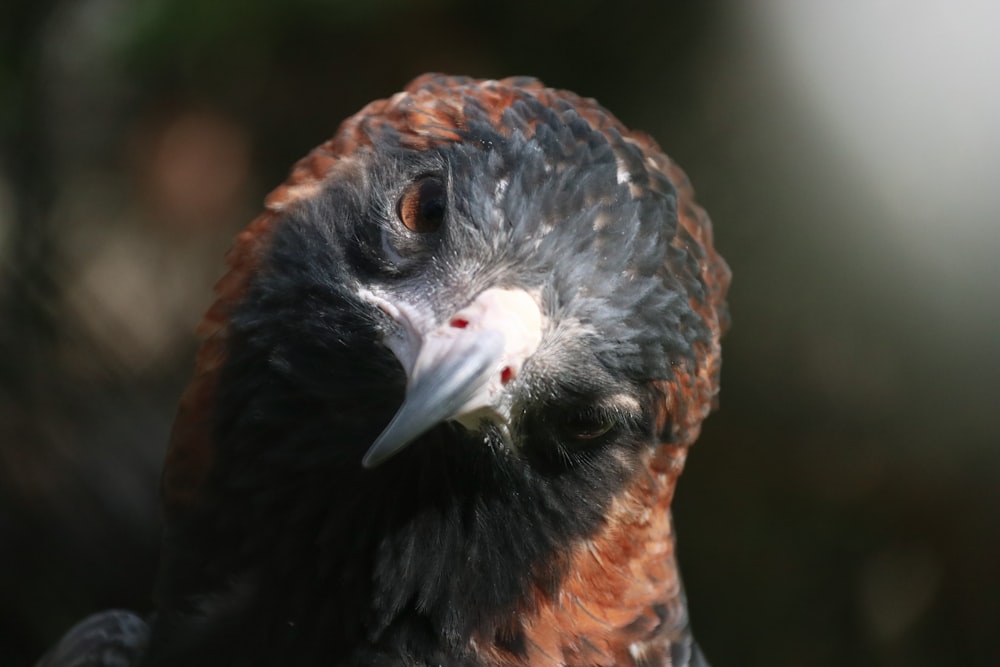 a bird with a white beak