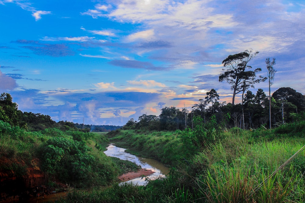 a stream in a forest