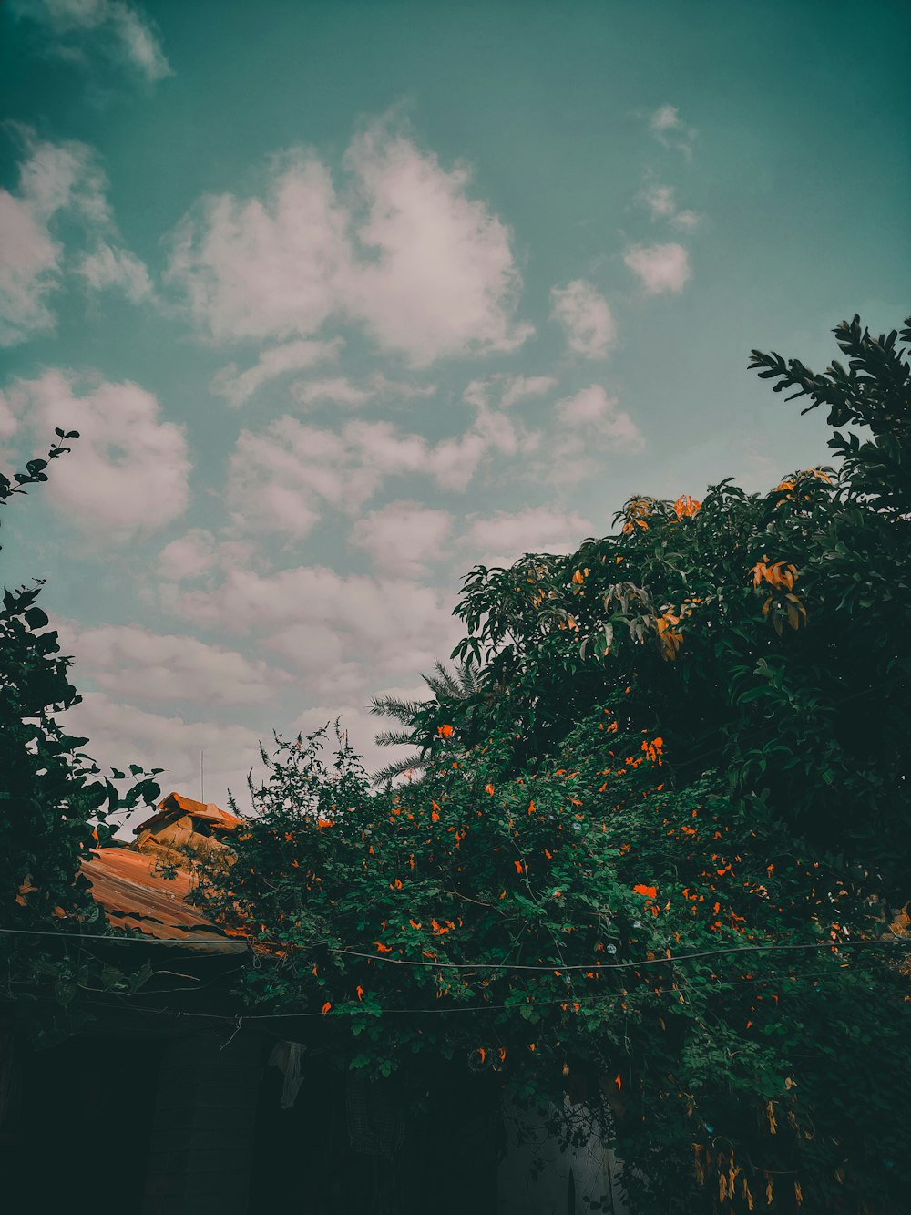 a tree with orange leaves