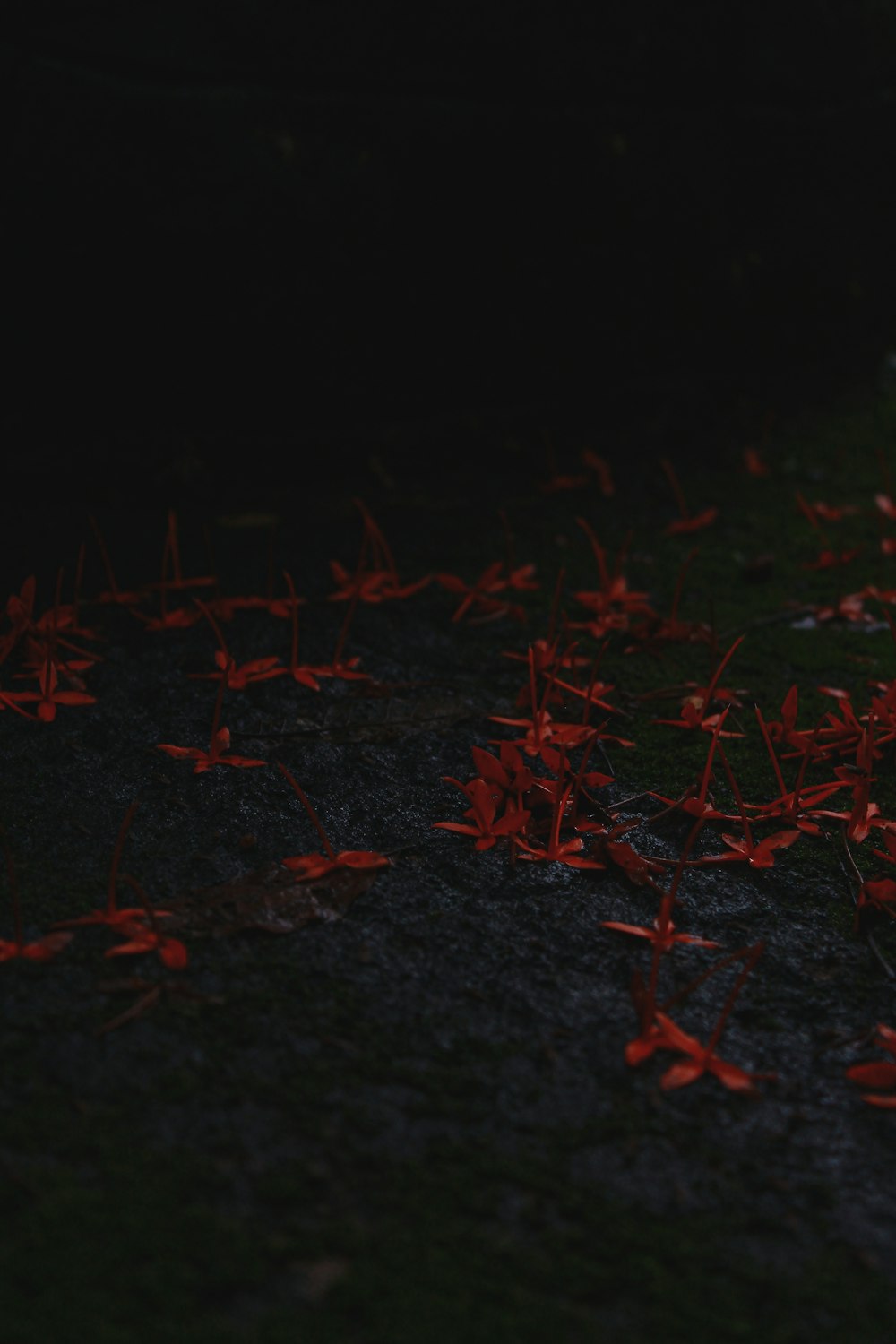 a group of red fish