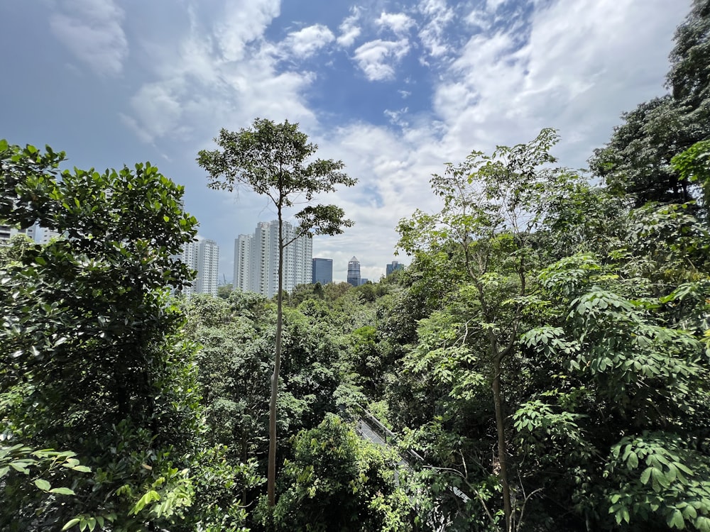 a group of trees with a city in the background