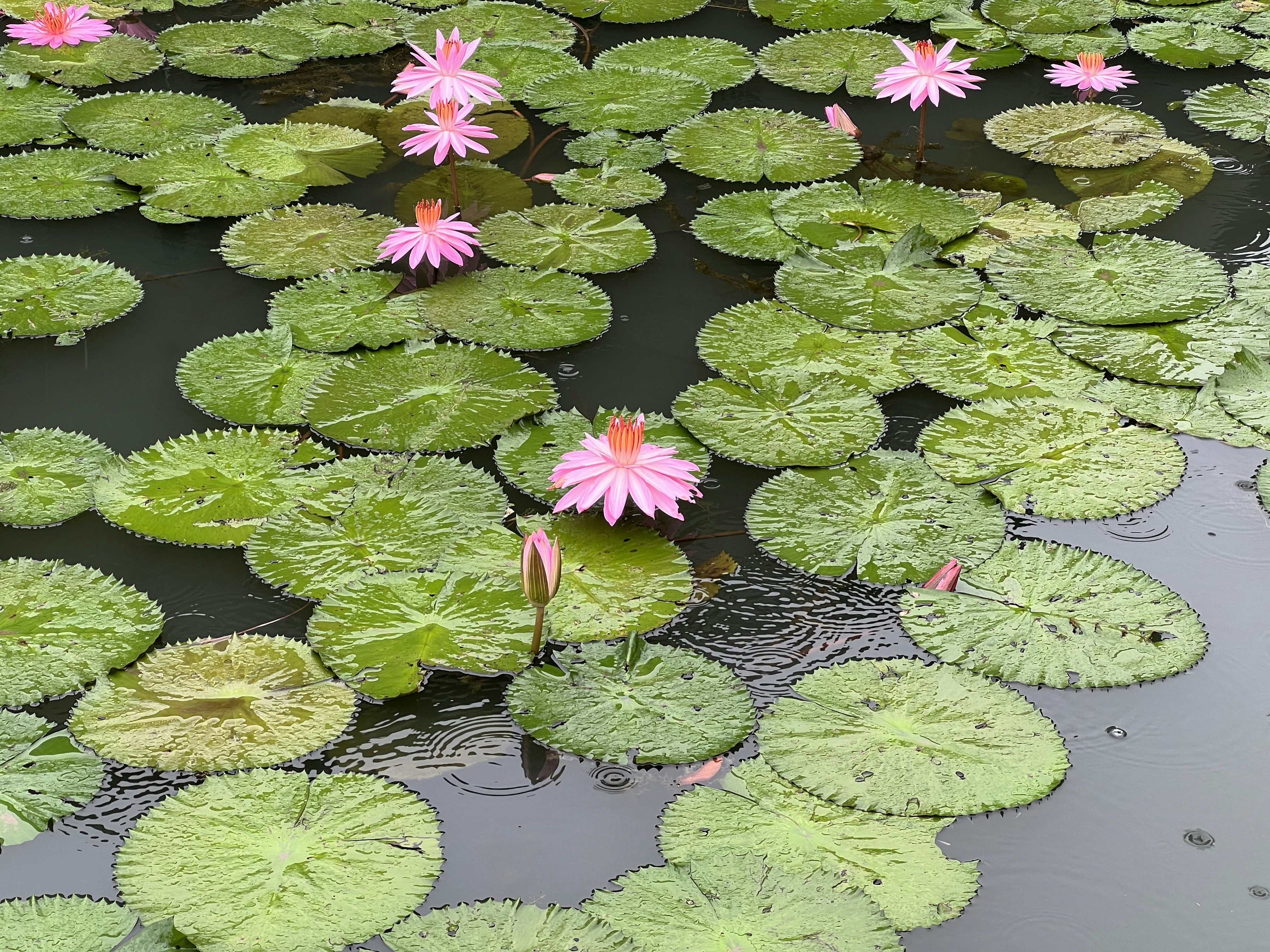 Photo by space_launch_system