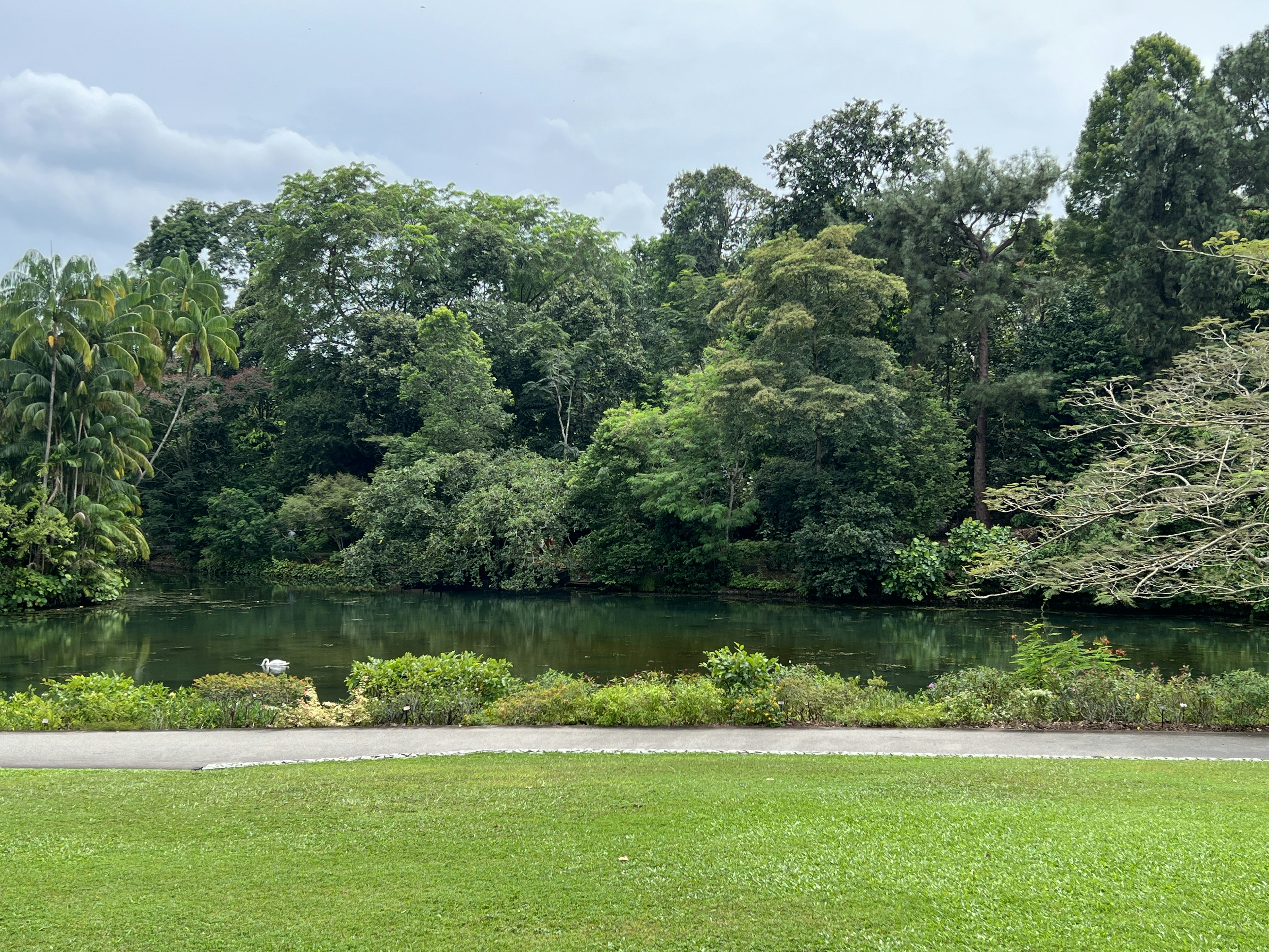 a pond with trees around it