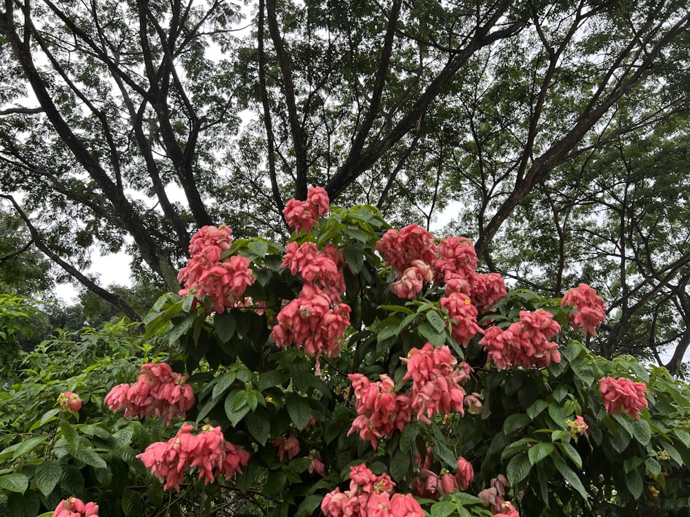 a group of pink flowers