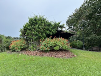 a small garden in a yard