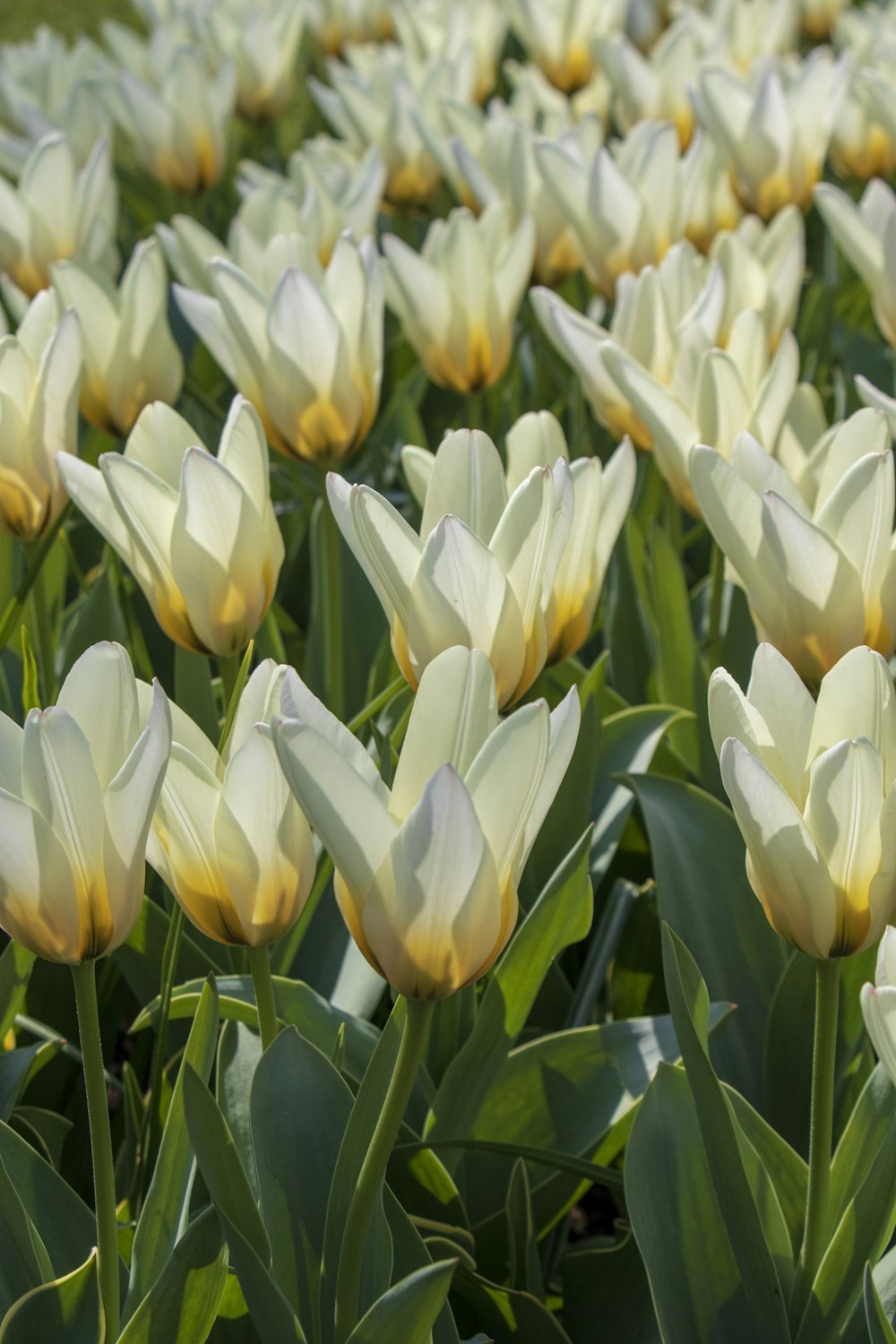 a group of white flowers