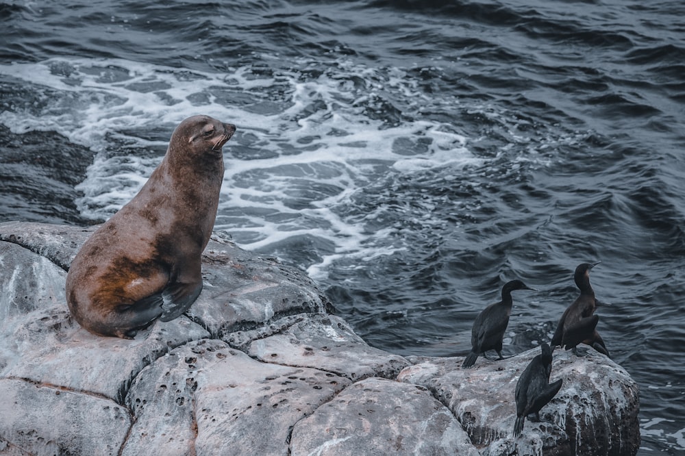 a seal sitting on a rock by water with other birds