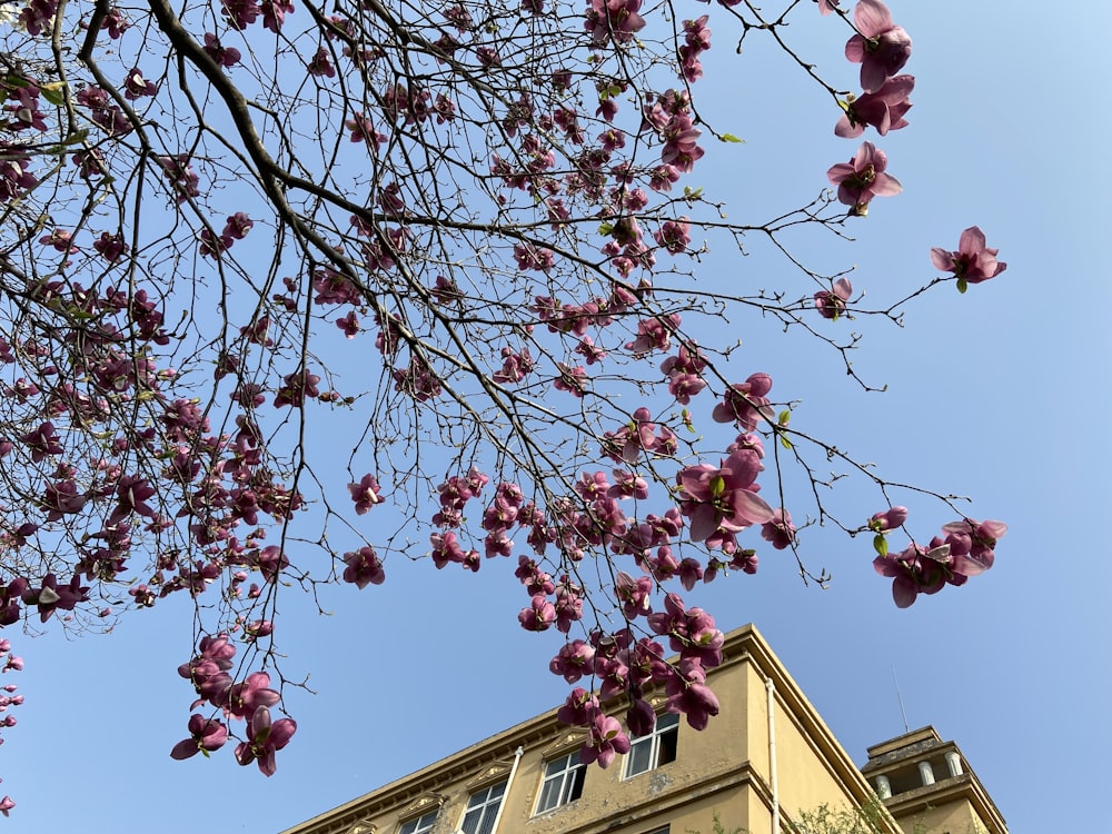 a tree with pink flowers