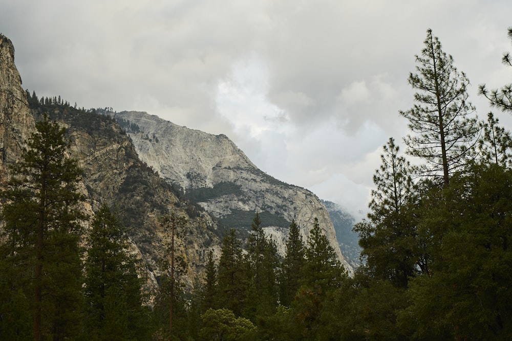 a mountain with trees in front of it