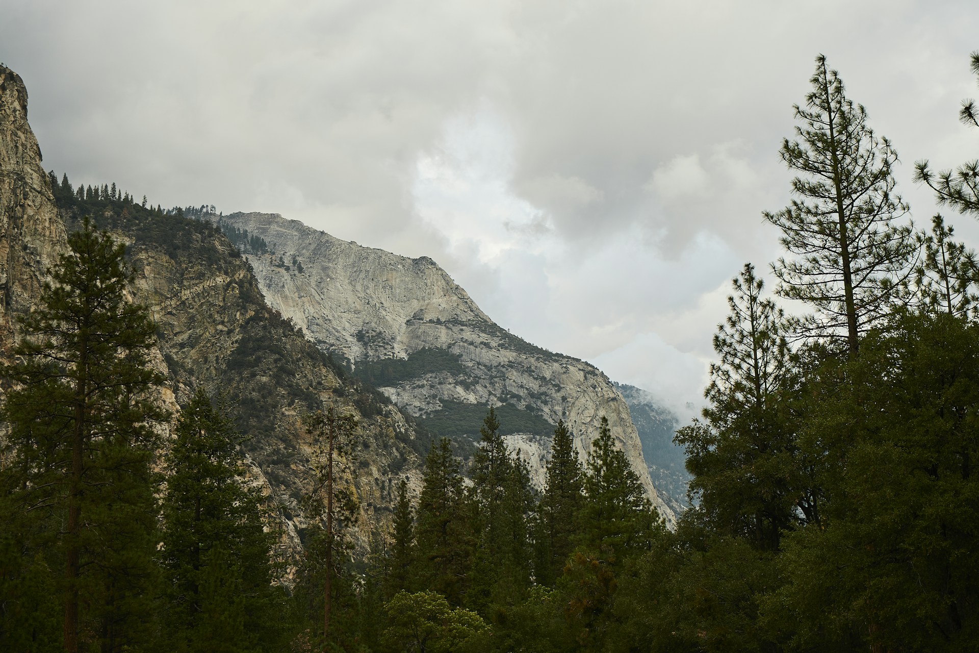a mountain with trees in front of it