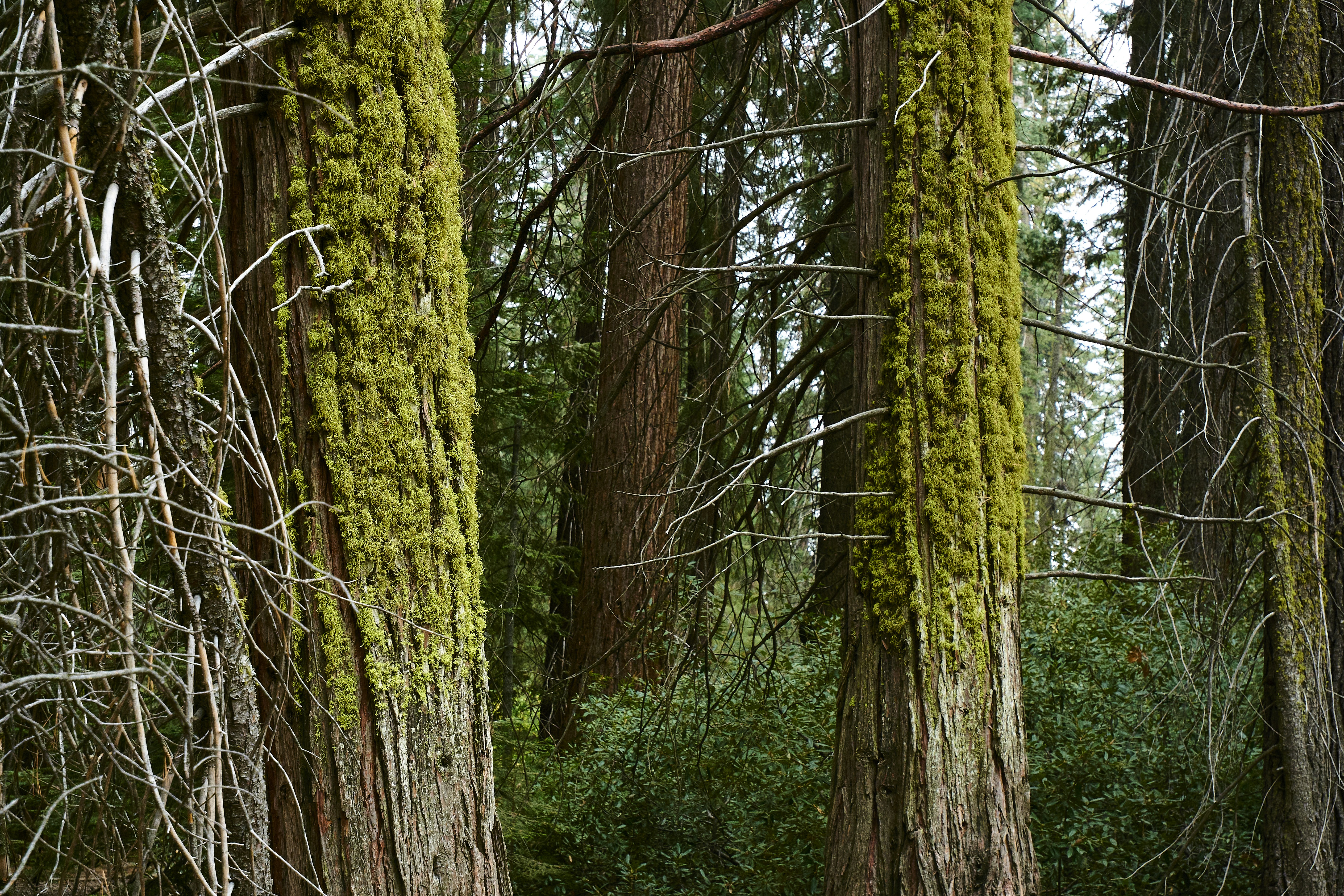 Sequoia National Park