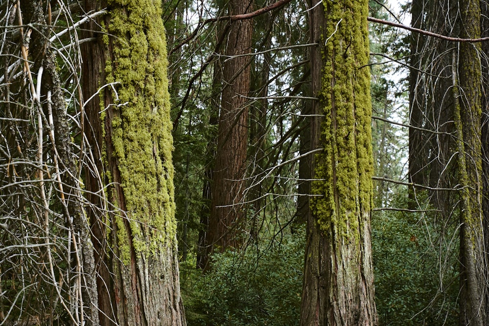 a forest with tall trees