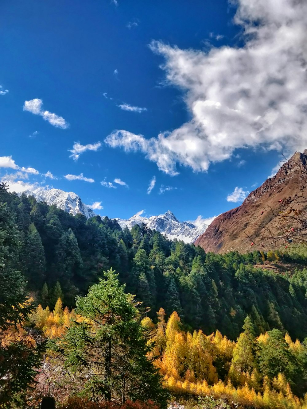 a forest of trees and mountains