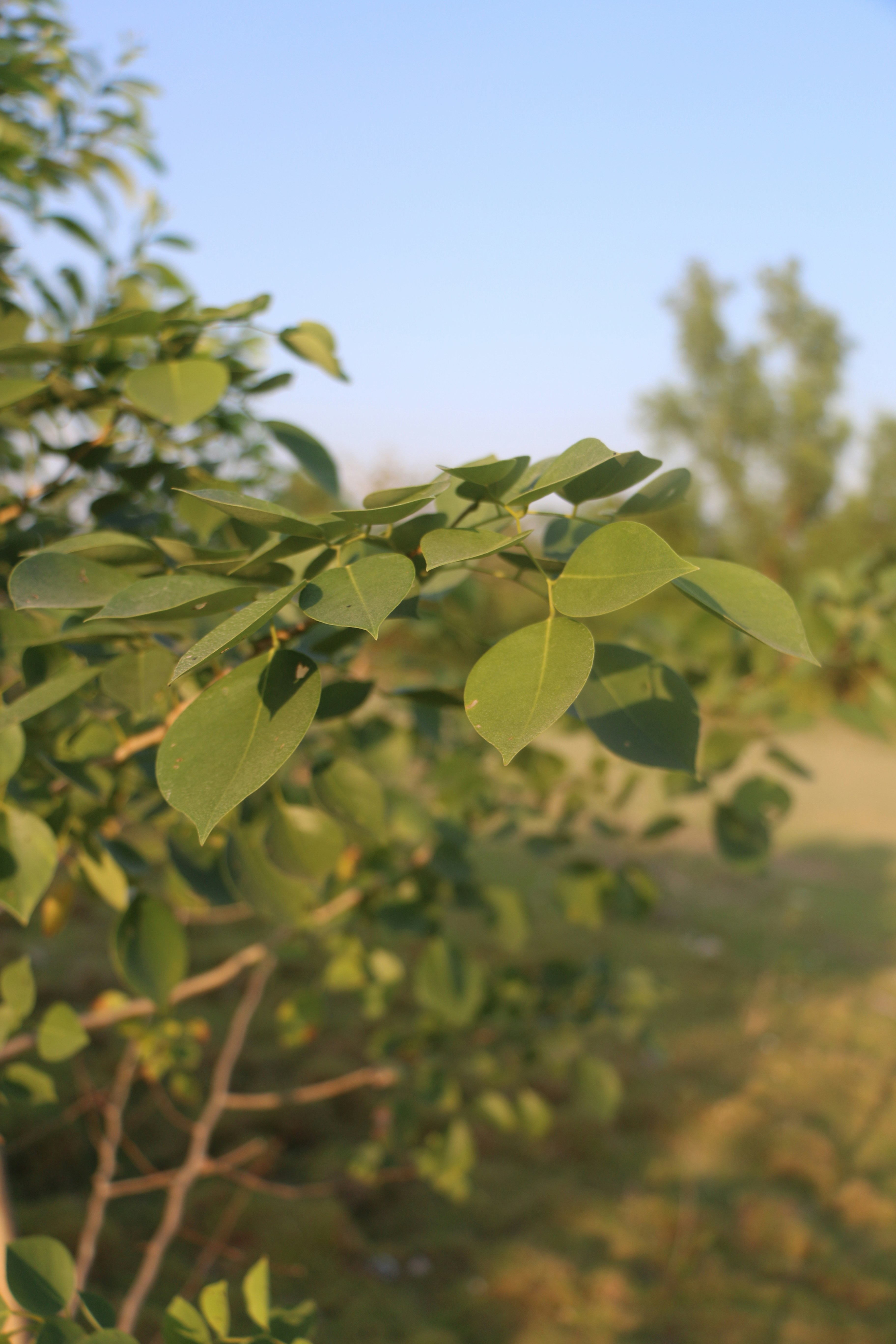 Photo by hmahmudpiyal