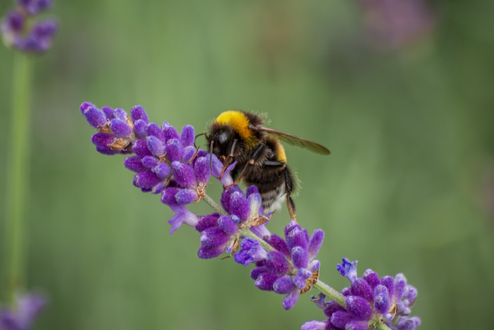 a bee on a flower