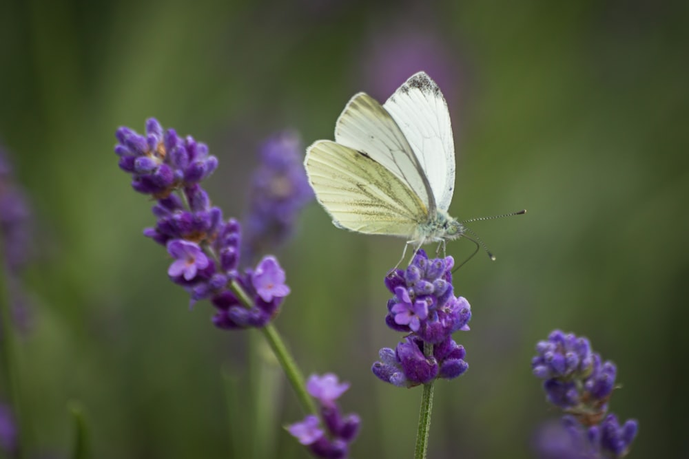 a white butterfly on a purple flower