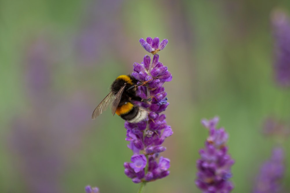 a bee on a purple flower