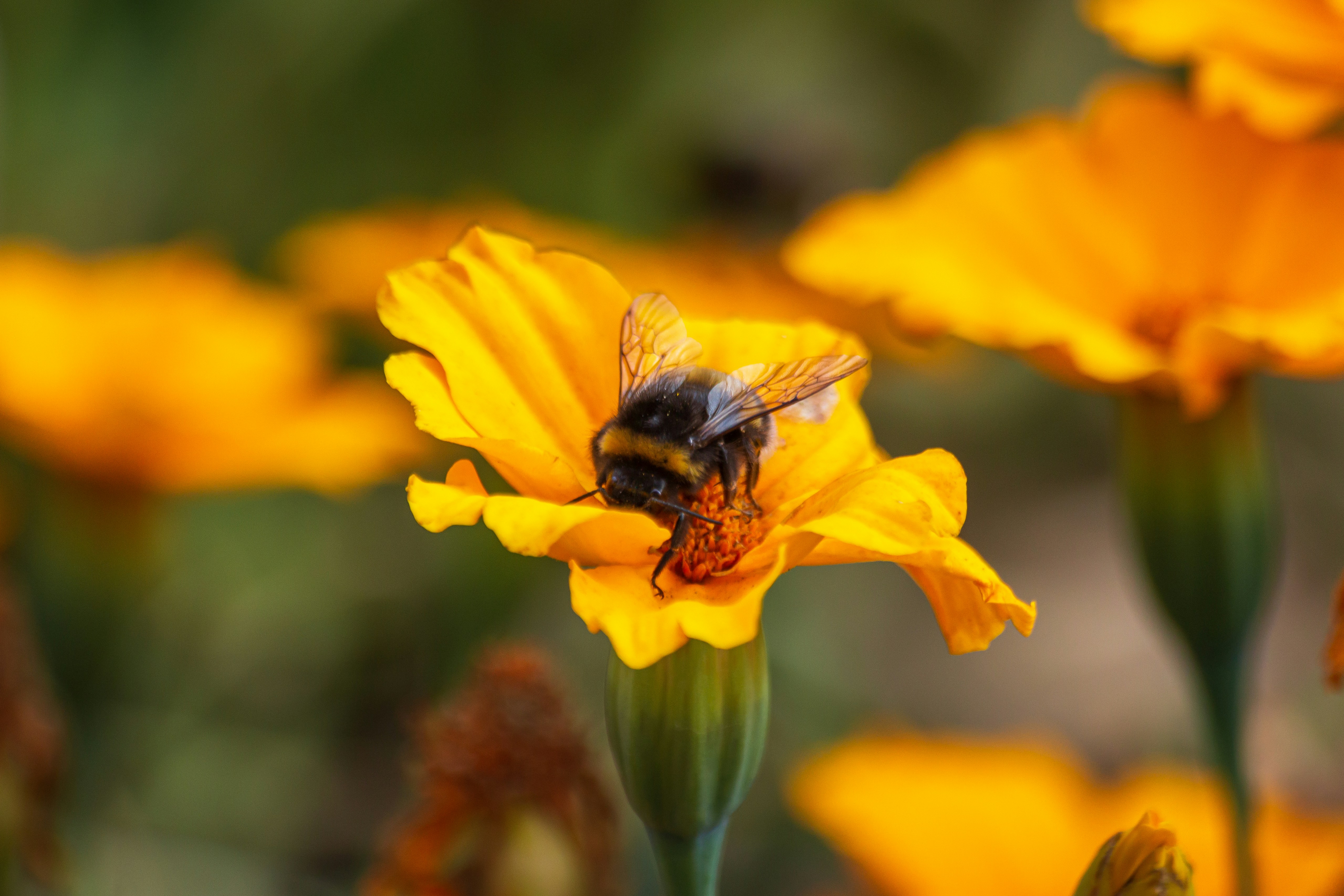 Photo by darkmoon_afa