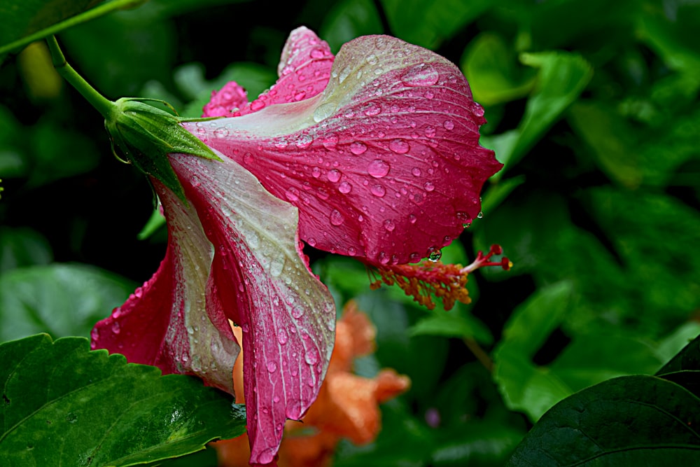 a pink flower with green leaves