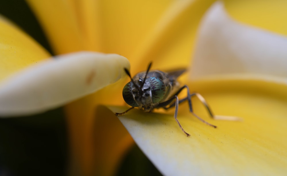 Un primer plano de una mosca