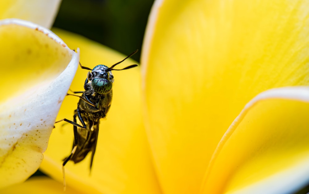 una abeja sobre una flor amarilla