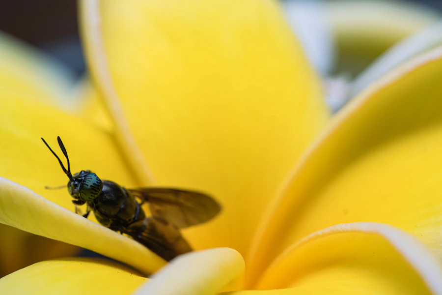 Black soldier fly, a species farmed for insect-based animal feed