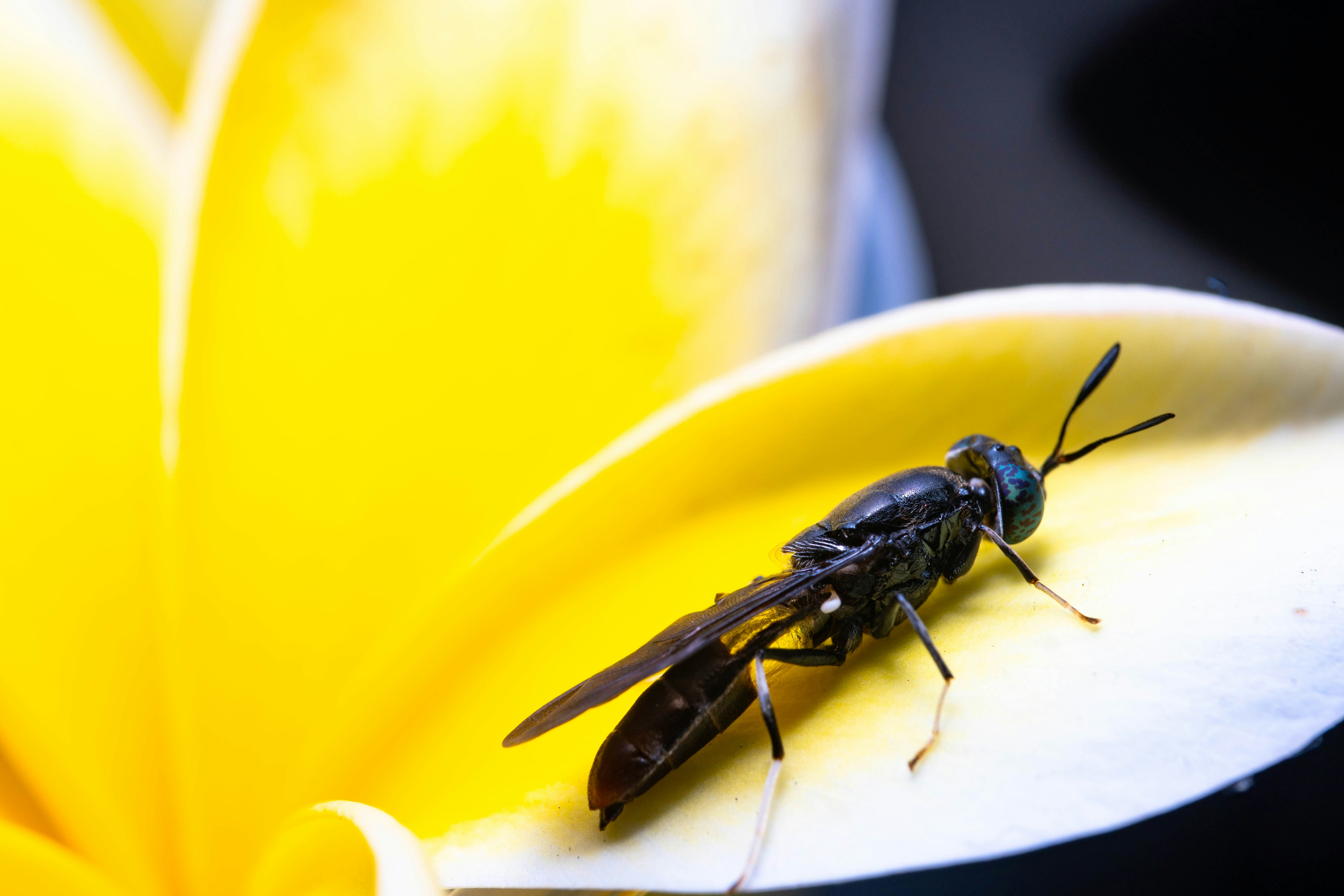Close-up full body from behind of a Black soldier Fly on Bright yellow flowers - MEET THE FLY THAT COULD HELP SAVE THE PLANET