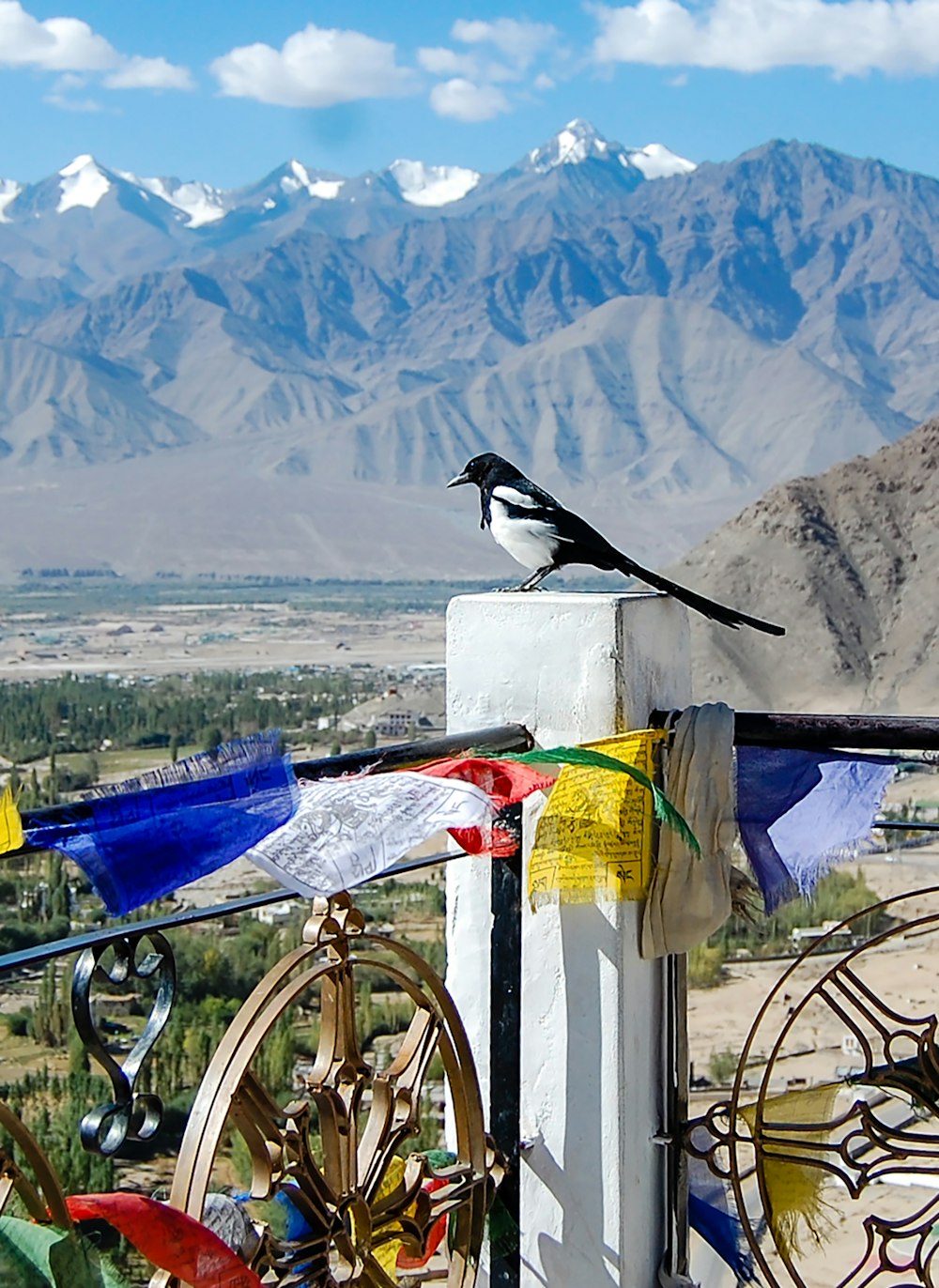 a bird on a bicycle