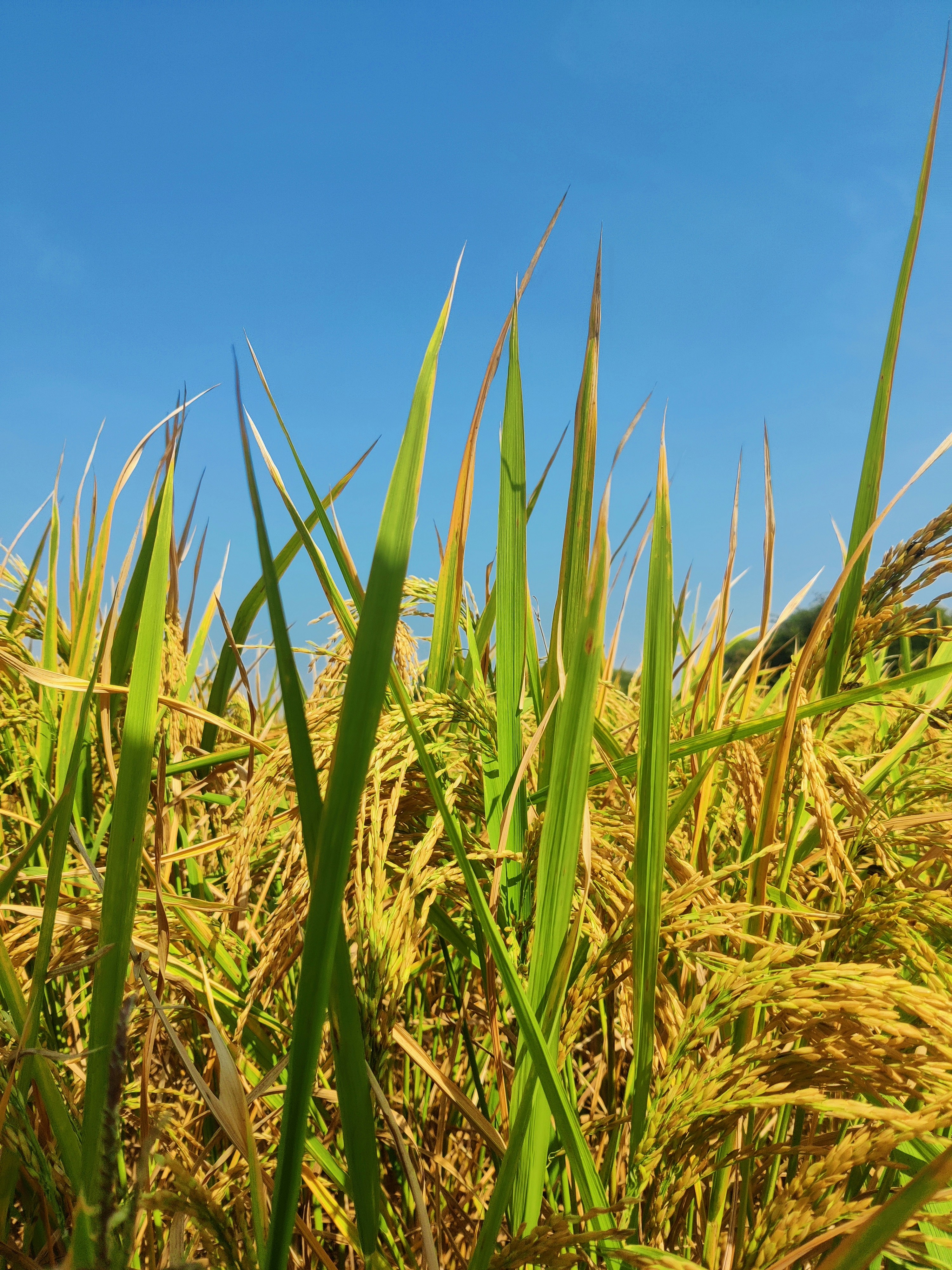 Photo by musthafa_1307