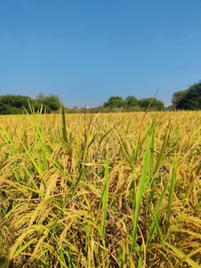 A vibrant photo of freshly harvested rice fields with workers gathering crops under a clear blue sky.