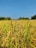 A lush field of ripe, golden rice plants under a clear blue sky. The stalks are tall and densely packed, indicating a healthy crop ready for harvest. Surrounding the field are patches of green trees and shrubs.