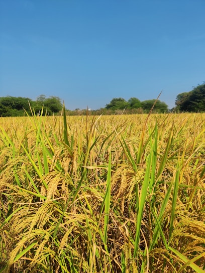 A vibrant farm field in Bihar with ripe crops ready for harvest under a clear blue sky.