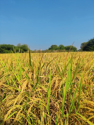 A lush field of ripe, golden rice plants under a clear blue sky. The stalks are tall and densely packed, indicating a healthy crop ready for harvest. Surrounding the field are patches of green trees and shrubs.